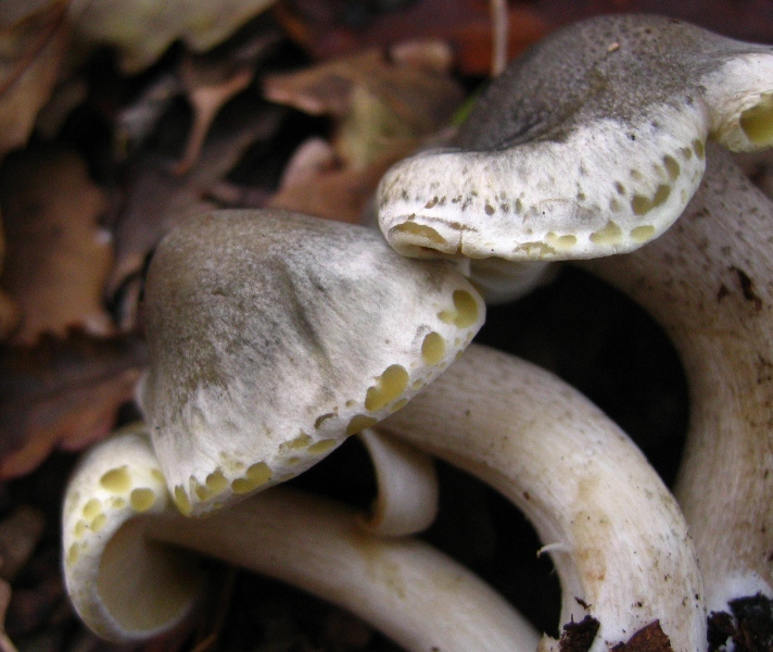 Escursione in querceto, finalmente i funghi!!!